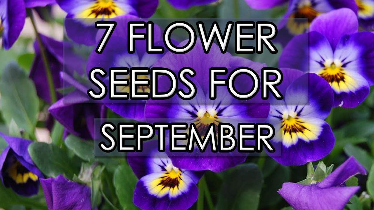 what is the flower for september